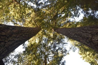 Low angle view of trees against sky