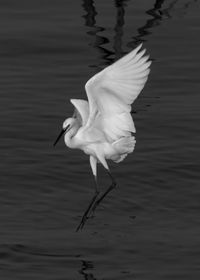 Bird flying over lake