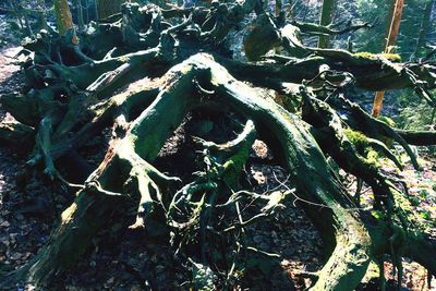 Full frame shot of tree trunk