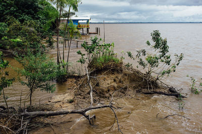 Plants at beach against sky