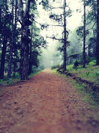 Dirt road amidst trees against sky