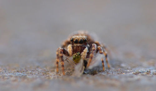 Close-up of spider