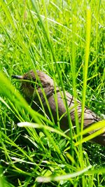 Close-up of bird on plant in field