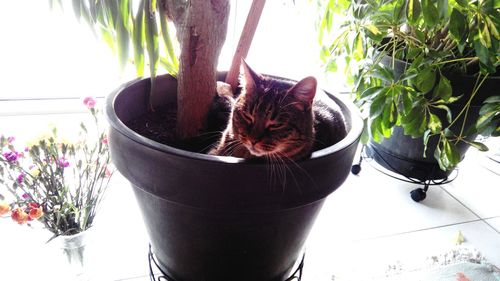 Cat looking through window