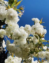 Close-up of white cherry blossom tree