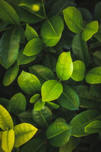 Full frame shot of leaves