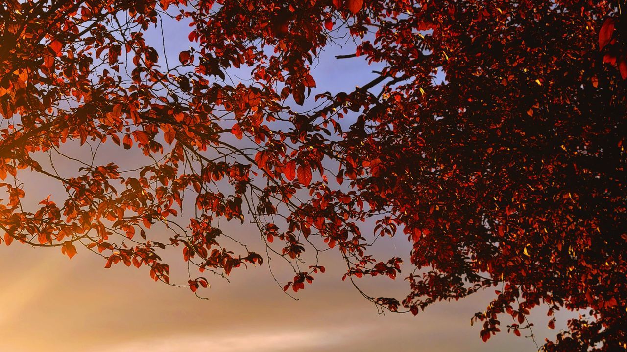 tree, plant, autumn, sky, nature, leaf, plant part, beauty in nature, branch, red, no people, sunlight, orange color, environment, tranquility, outdoors, scenics - nature, sunset, landscape, low angle view, land, growth, maple, day, cloud