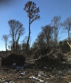 Bare trees on field against sky