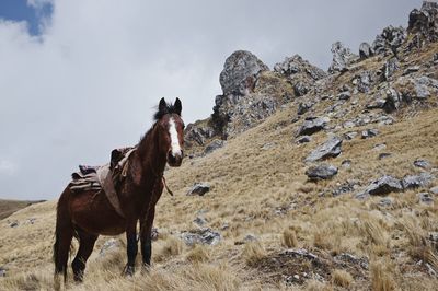 Horses on field