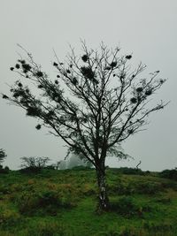 View of tree on field against sky