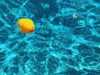 Yellow rubber ducky in blue swimming pool