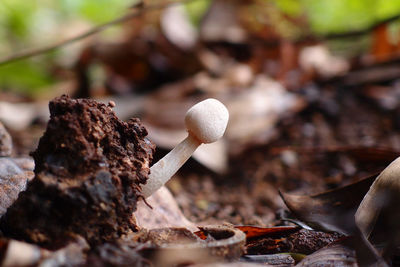 Close-up of mushrooms growing outdoors