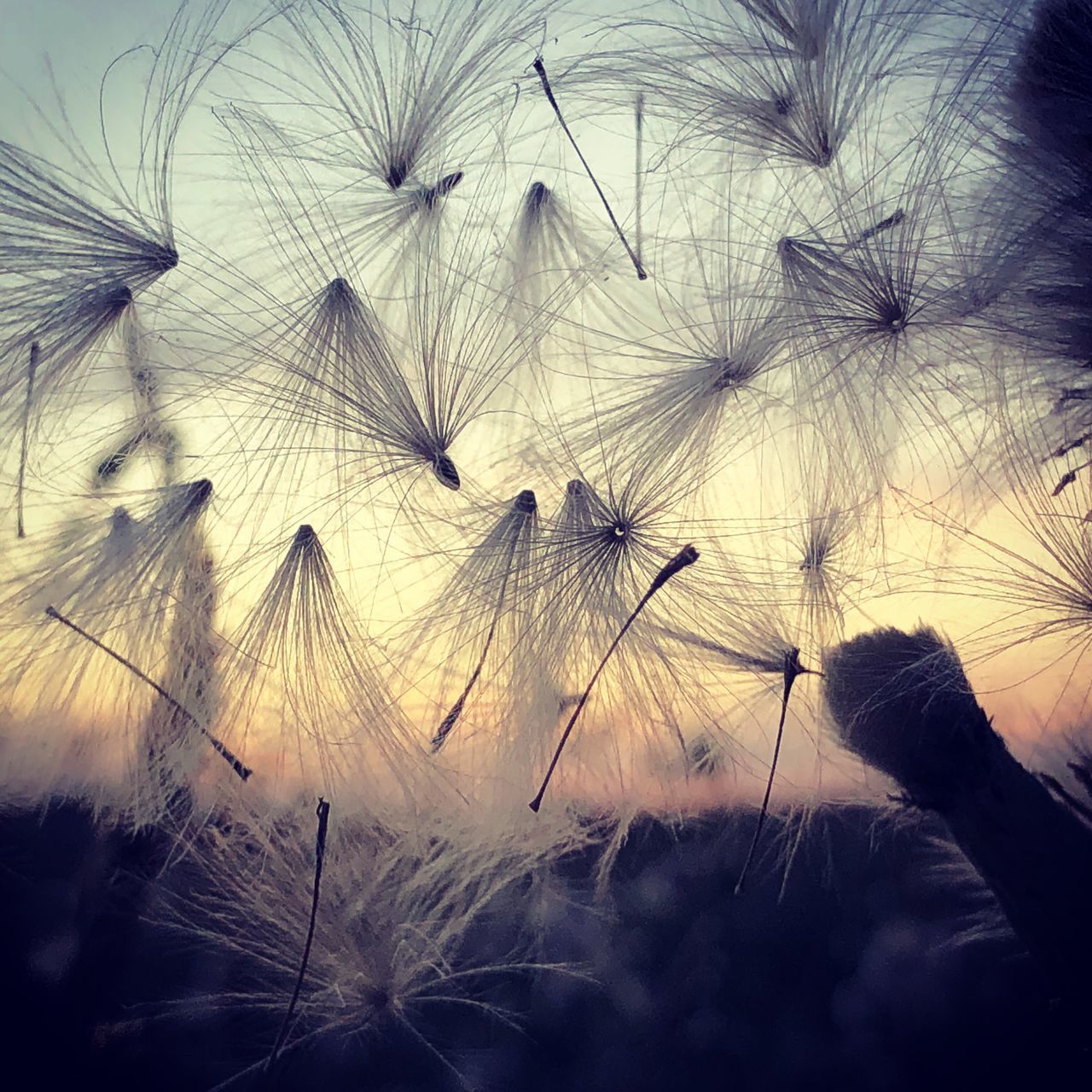 CLOSE-UP OF DANDELION AGAINST SKY DURING SUNSET