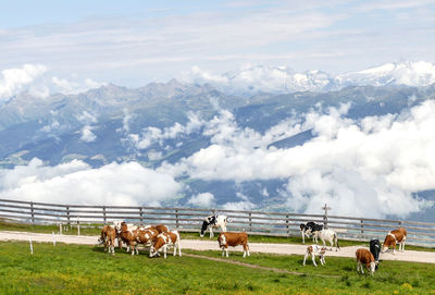 Horses on field against sky