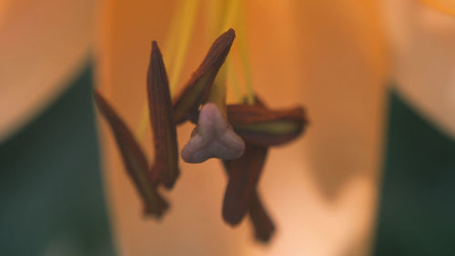 Close-up of orange rose flower