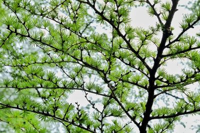 Low angle view of tree against sky