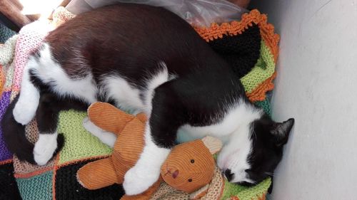 High angle view of cat sleeping