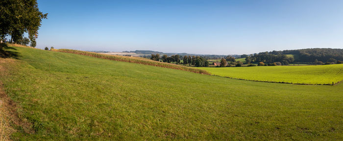 Scenic view of field against clear sky