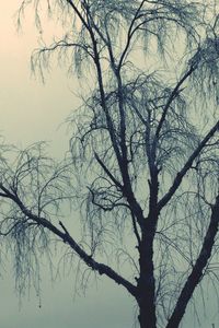 Low angle view of bare tree against sky