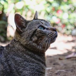 Close-up of a cat looking away