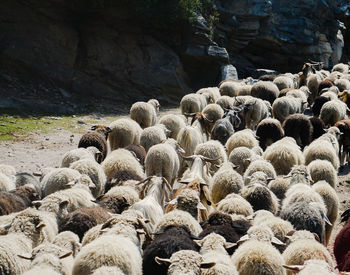 Flock of sheep on rock