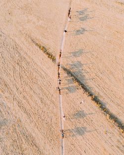 Aerial view of people with horses walking on footpath amidst field