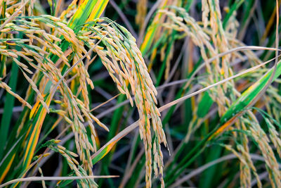 Close-up of crops growing on field