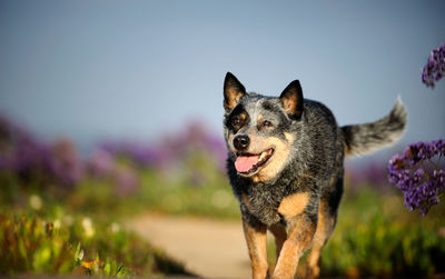 Australian cattle dog running on field