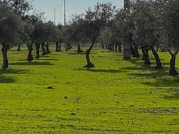 Trees growing in field