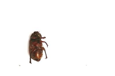 Close-up of insect against white background