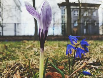 Close-up of purple crocus blooming outdoors