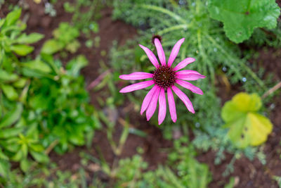 High angle view of pink flowering plant