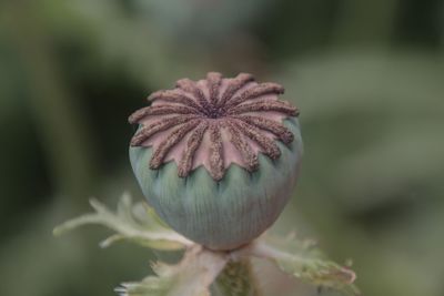 Close-up of flower against blurred background