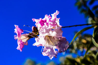 Low angle view of bee on pink flower against blue sky