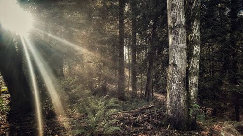 Full frame shot of trees