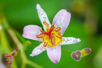 Close-up of purple flowering plant