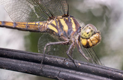 Close-up of dragonfly on railing