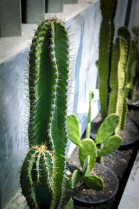 Close-up of succulent plant