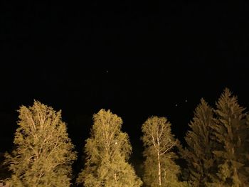 Low angle view of trees against clear sky at night