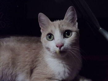 Portrait of cat looking at camera