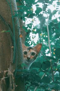 Portrait of a cat