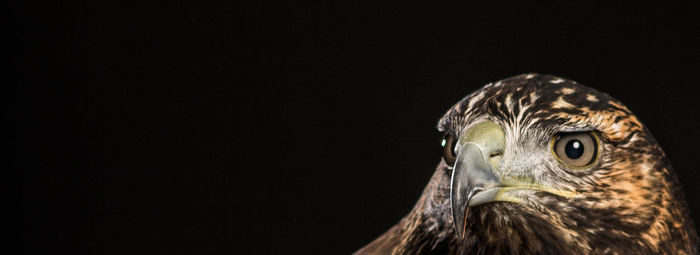 Close-up of a bird