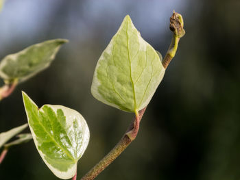 Close-up of fresh green leaves