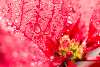 Close-up of pink flower