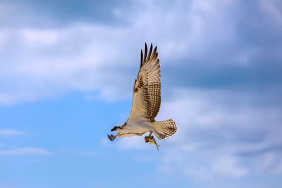 Low angle view of eagle flying against sky