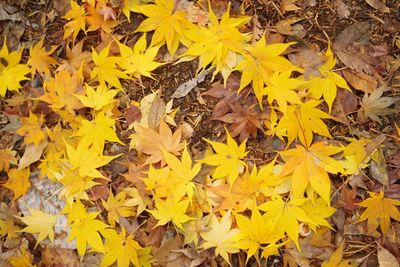 Close-up of yellow maple leaves during autumn