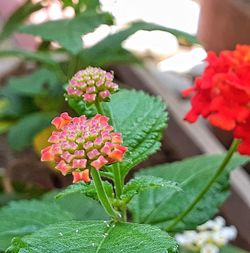 Close-up of pink flowering plant