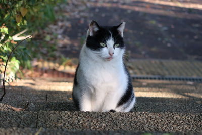 Portrait of cat sitting outdoors