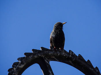 Low angle view of bird perching on rock