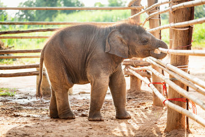 Elephant in zoo